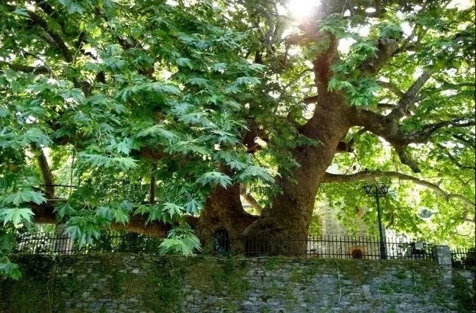 Με αφανισμό κινδυνεύουν πλατάνια και καστανιές!